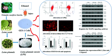Graphical abstract: Protective effect of sterols extracted from Lotus plumule on ethanol-induced injury in GES-1 cells in vitro