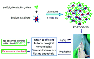 Graphical abstract: Excess serum Na level in rats administered with high doses of (−)-epigallocatechin gallate-casein nanoparticles prepared with sodium caseinate