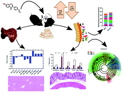 Graphical abstract: Formononetin reshapes the gut microbiota, prevents progression of obesity and improves host metabolism