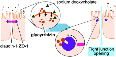 Graphical abstract: Direct inhibition of the first PDZ domain of ZO-1 by glycyrrhizin is a possible mechanism of tight junction opening of Caco-2 cells