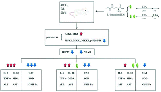 Graphical abstract: l-Theanine mediates the p38MAPK signaling pathway to alleviate heat-induced oxidative stress and inflammation in mice