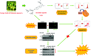 Graphical abstract: S-20, a steroidal saponin from the berries of black nightshade, exerts anti-multidrug resistance activity in K562/ADR cells through autophagic cell death and ERK activation