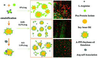 Graphical abstract: Multifaceted functionality of l-arginine in modulating the emulsifying properties of pea protein isolate and the oxidation stability of its emulsions