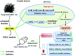 Graphical abstract: Large-leaf yellow tea attenuates high glucose-induced vascular endothelial cell injury by up-regulating autophagy and down-regulating oxidative stress