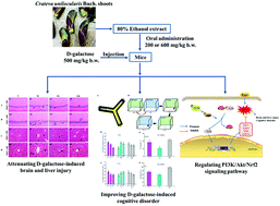 Graphical abstract: Crateva unilocularis Buch. shoots attenuate d-galactose-induced brain injury and cognitive disorders of mice through the PI3K/Akt/Nrf2 pathway