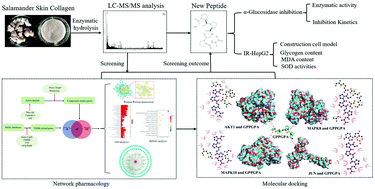 Graphical abstract: Screening and identification of a novel antidiabetic peptide from collagen hydrolysates of Chinese giant salamander skin: network pharmacology, inhibition kinetics and protection of IR-HepG2 cells