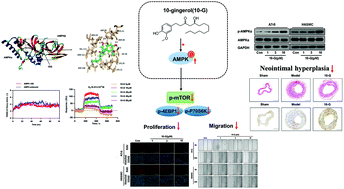 Graphical abstract: 10-Gingerol, a natural AMPK agonist, suppresses neointimal hyperplasia and inhibits vascular smooth muscle cell proliferation