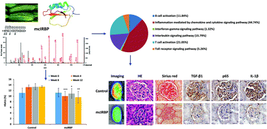 Graphical abstract: The novel anti-inflammatory activity of mcIRBP from Momordica charantia is associated with the improvement of diabetic nephropathy
