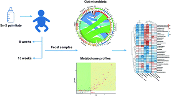 Graphical abstract: Effect of an infant formula containing sn-2 palmitate on fecal microbiota and metabolome profiles of healthy term infants: a randomized, double-blind, parallel, controlled study