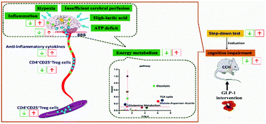Graphical abstract: Polysaccharide from Ganoderma lucidum alleviates cognitive impairment in a mouse model of chronic cerebral hypoperfusion by regulating CD4+CD25+Foxp3+ regulatory T cells