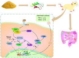 Graphical abstract: Anti-inflammatory activity of peptides derived from millet bran in vitro and in vivo