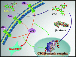 Graphical abstract: Antihyperglycemic effect of an anthocyanin, cyanidin-3-O-glucoside, is achieved by regulating GLUT-1 via the Wnt/β-catenin-WISP1 signaling pathway