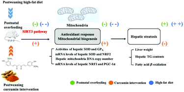 Graphical abstract: Curcumin alleviates hepatic steatosis by improving mitochondrial function in postnatal overfed rats and fatty L02 cells through the SIRT3 pathway