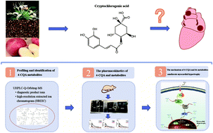 Graphical abstract: Cryptochlorogenic acid and its metabolites ameliorate myocardial hypertrophy through a HIF1α-related pathway
