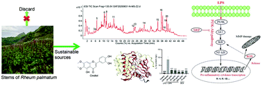 Graphical abstract: A high-value-added application of the stems of Rheum palmatum L. as a healthy food: the nutritional value, chemical composition, and anti-inflammatory and antioxidant activities