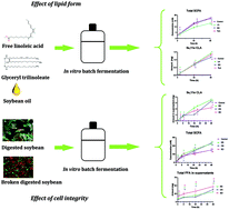 Graphical abstract: Insights into gut microbiota metabolism of dietary lipids: the case of linoleic acid
