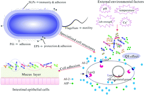Graphical abstract: Adhesion properties of cell surface proteins in Lactobacillus strains in the GIT environment