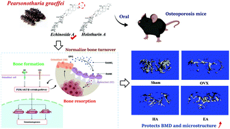 Graphical abstract: Comparative study of holothurin A and echinoside A on inhibiting the high bone turnover via downregulating PI3K/AKT/β-catenin and OPG/RANKL/NF-κB signaling in ovariectomized mice