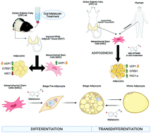 Graphical abstract: Melatonin induces fat browning by transdifferentiation of white adipocytes and de novo differentiation of mesenchymal stem cells