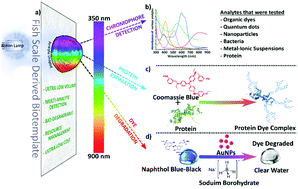 Graphical abstract: A sustainable transparent biotemplate from fish scale waste for ultralow volume high-sensitive UV-Vis spectroscopy