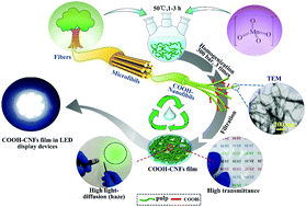 Graphical abstract: Potassium permanganate oxidation as a carboxylation and defibrillation method for extracting cellulose nanofibrils to fabricate films with high transmittance and haze