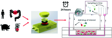 Graphical abstract: Intestinal explant barrier chip: long-term intestinal absorption screening in a novel microphysiological system using tissue explants