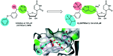 Graphical abstract: Synthesis and biological evaluation of selective phosphonate-bearing 1,2,3-triazole-linked sialyltransferase inhibitors