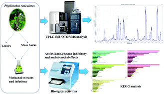 Graphical abstract: New insights on Phyllanthus reticulatus Poir. leaves and stem bark extracts: UPLC-ESI-TOF-MS profiles, and biopharmaceutical and in silico analysis