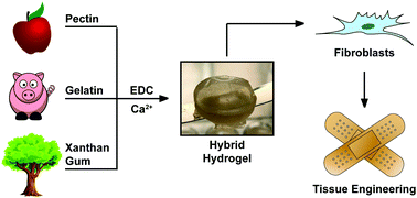 Graphical abstract: Biocompatible pectin-based hybrid hydrogels for tissue engineering applications