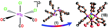 Graphical abstract: Exploring preliminary structural relationships and mitochondrial targeting of fac-[MI(CO)3]-bis(diarylphosphino)alkylamine complexes (M = 99Tc, Re)