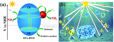 Graphical abstract: Enhanced photocatalytic nitrogen fixation in BiVO4: constructing oxygen vacancies and promoting electron transfer through Ohmic contact