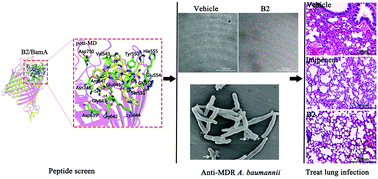 Graphical abstract: The antimicrobial cyclic peptide B2 combats multidrug resistant Acinetobacter baumannii infection