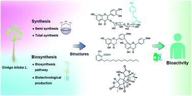 Graphical abstract: Structure, synthesis, biosynthesis, and activity of the characteristic compounds from Ginkgo biloba L.