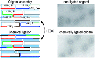 Graphical abstract: Chemical ligation of an entire DNA origami nanostructure