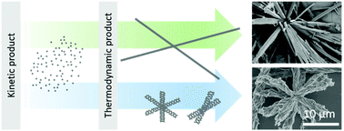 Graphical abstract: Dialysis-derived urchin-like supramolecular assembly of tannic acid and paclitaxel with high porosity