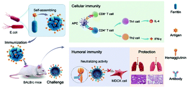 Graphical abstract: A self-assembling nanoparticle vaccine targeting the conserved epitope of influenza virus hemagglutinin stem elicits a cross-protective immune response