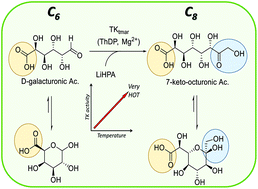 Graphical abstract: Characterisation of a hyperthermophilic transketolase from Thermotoga maritima DSM3109 as a biocatalyst for 7-keto-octuronic acid synthesis