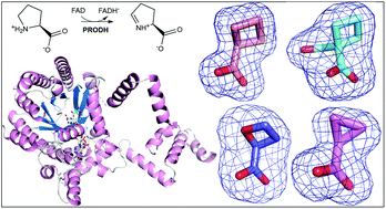 Graphical abstract: Structure-affinity relationships of reversible proline analog inhibitors targeting proline dehydrogenase