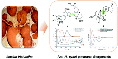 Graphical abstract: Pimarane-derived diterpenoids with anti-Helicobacter pylori activity from the tuber of Icacina trichantha