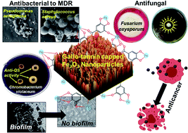 Graphical abstract: Synthesis of gallotannin capped iron oxide nanoparticles and their broad spectrum biological applications