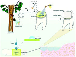Graphical abstract: Synthesis of an urushiol derivative and its use for hydrolysis resistance in dentin adhesive