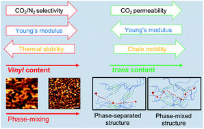 Graphical abstract: Influence of microstructural variations on morphology and separation properties of polybutadiene-based polyurethanes