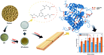 Graphical abstract: Improved performance of soy protein adhesive with melamine–urea–formaldehyde prepolymer