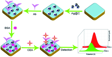 Graphical abstract: A frogspawn-like Ag@C core–shell structure for an ultrasensitive label-free electrochemical immunosensing of carcinoembryonic antigen in blood plasma
