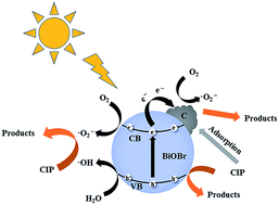 Graphical abstract: Novel BiOBr by compositing low-cost biochar for efficient ciprofloxacin removal: the synergy of adsorption and photocatalysis on the degradation kinetics and mechanism insight