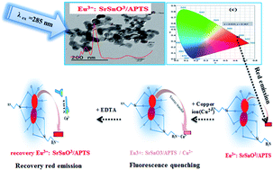 Graphical abstract: Novel fluorescent nano-sensor based on amino-functionalization of Eu3+:SrSnO3 for copper ion detection in food and real drink water samples