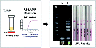 Graphical abstract: Zika virus lateral flow assays using reverse transcription-loop-mediated isothermal amplification