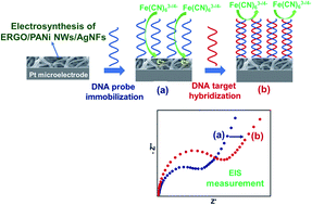 Graphical abstract: Electrosynthesis of electrochemically reduced graphene oxide/polyaniline nanowire/silver nanoflower nanocomposite for development of a highly sensitive electrochemical DNA sensor
