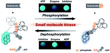 Graphical abstract: Versatile small molecule kinase assay through real-time, ratiometric fluorescence changes based on a pyrene-DPA-Zn2+ complex