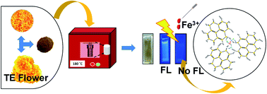 Graphical abstract: Tagetes erecta as an organic precursor: synthesis of highly fluorescent CQDs for the micromolar tracing of ferric ions in human blood serum